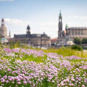 Kräuterwanderung Dresden